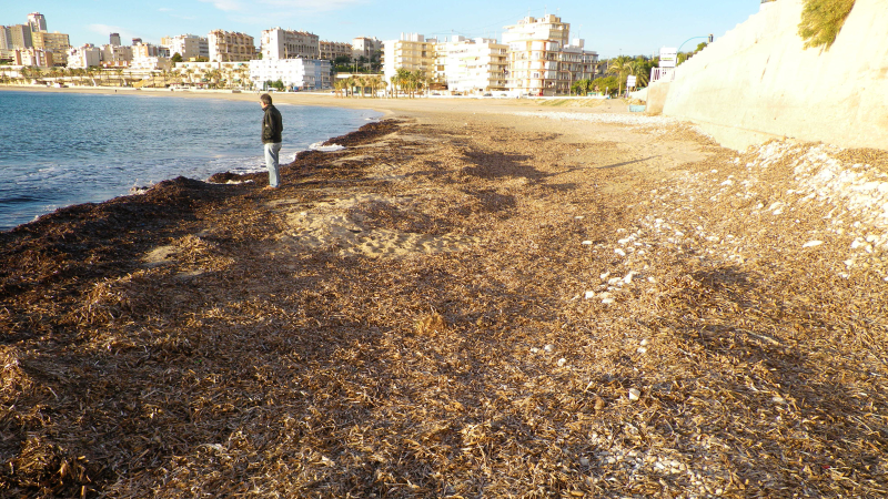 Illustration for article titled Seaweed-Sucking Truck to Clean Spain's Hottest Beaches